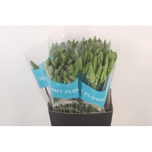 Ornithogalum Thy Mount Fuji