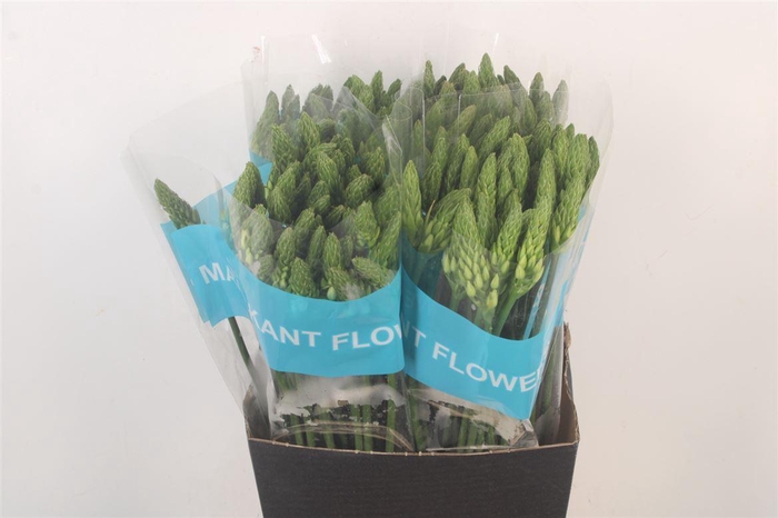 <h4>Ornithogalum Thy Mount Fuji</h4>