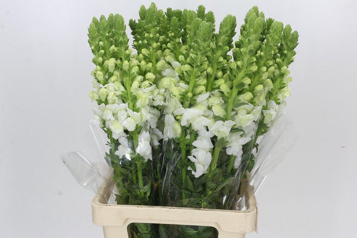 <h4>Antirrhinum Potomac White</h4>