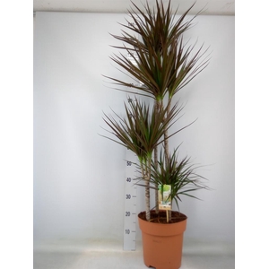 Dracaena marg. 'Magenta'