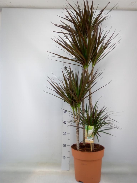 <h4>Dracaena marg. 'Magenta'</h4>