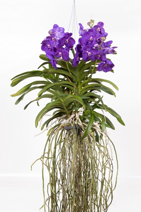 <h4>Vanda hybrids</h4>