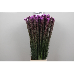 Liatris Callilepis