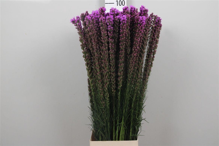<h4>Liatris Callilepis</h4>