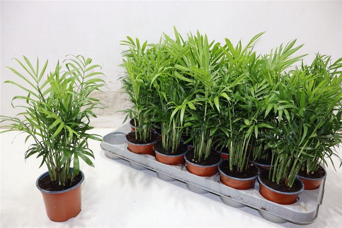 <h4>Chamaed Elegans</h4>