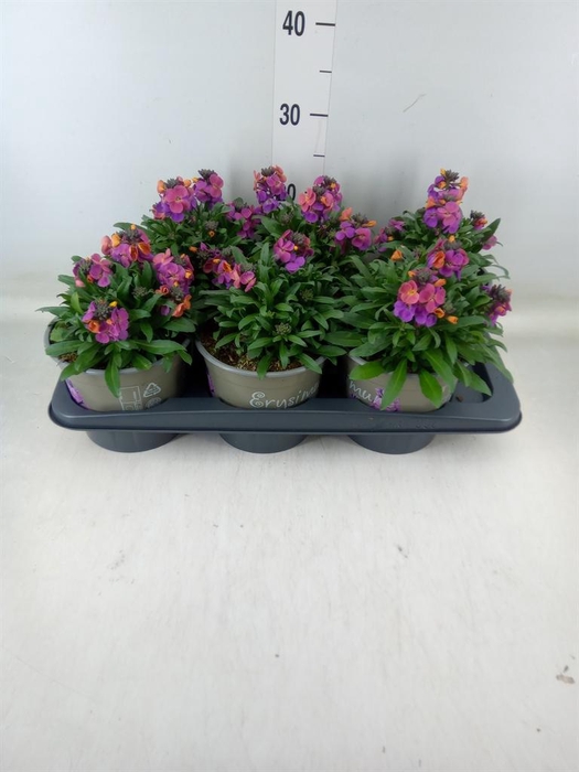 <h4>Erysimum linifolium</h4>