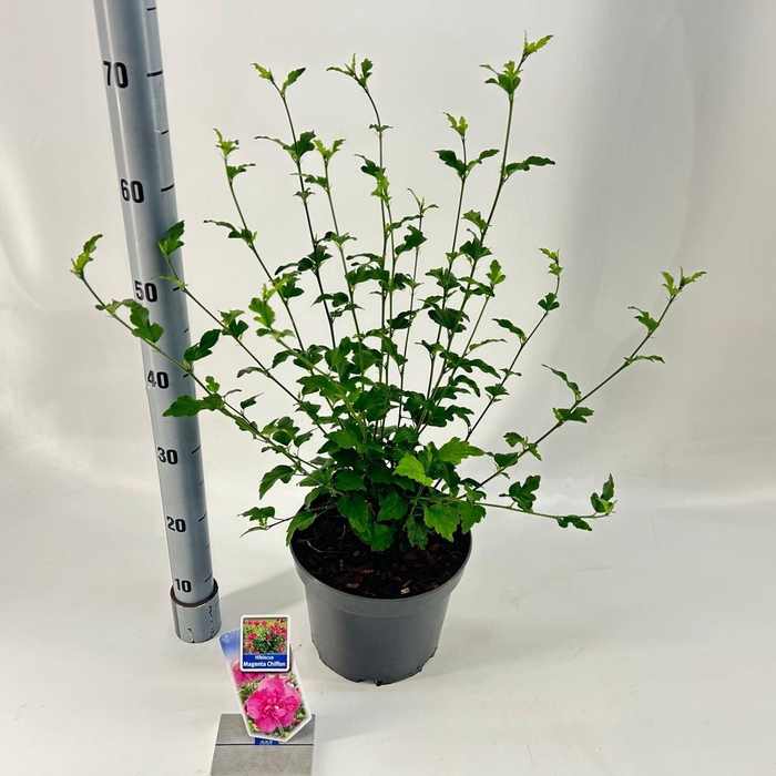 <h4>Hibiscus syriacus</h4>