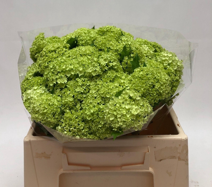 <h4>VIBURNUM ROSEUM 1</h4>