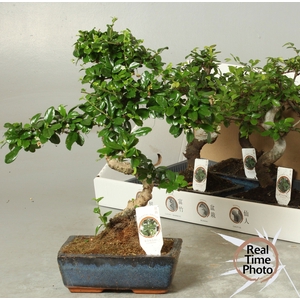 BONSAI GEM