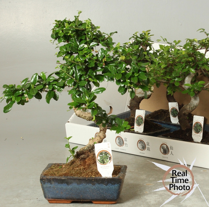<h4>BONSAI GEM</h4>