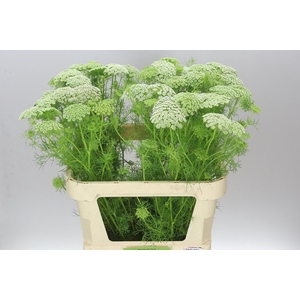 Ammi Vi Casablanca
