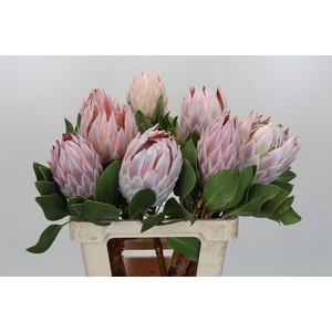 Protea Cynaroides