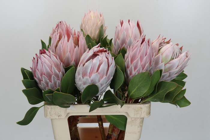 <h4>Protea Cynaroides</h4>