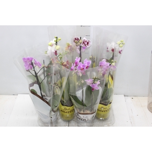 PHALAENOPSIS MINI P09 2 HT