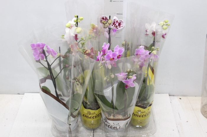 <h4>PHALAENOPSIS MINI P09 2 HT</h4>