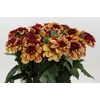 Dahlia Creme de Cognac