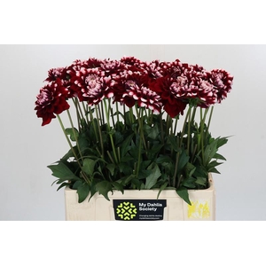 Dahlia Checkers