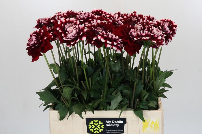 <h4>Dahlia Checkers</h4>