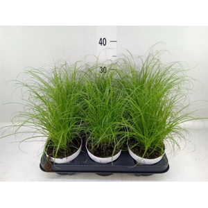 Cyperus alternifolius 'Zumula'