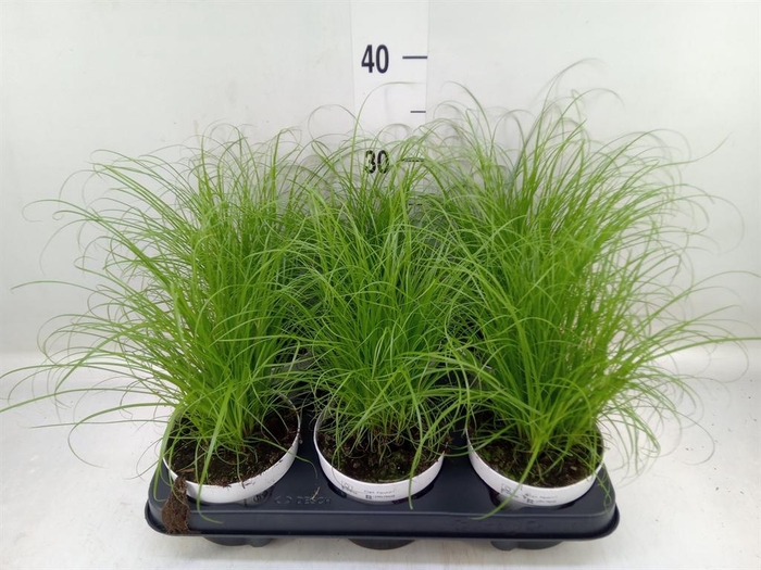 <h4>Cyperus alternifolius 'Zumula'</h4>
