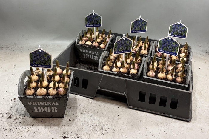 <h4>ARR MUSCARI</h4>