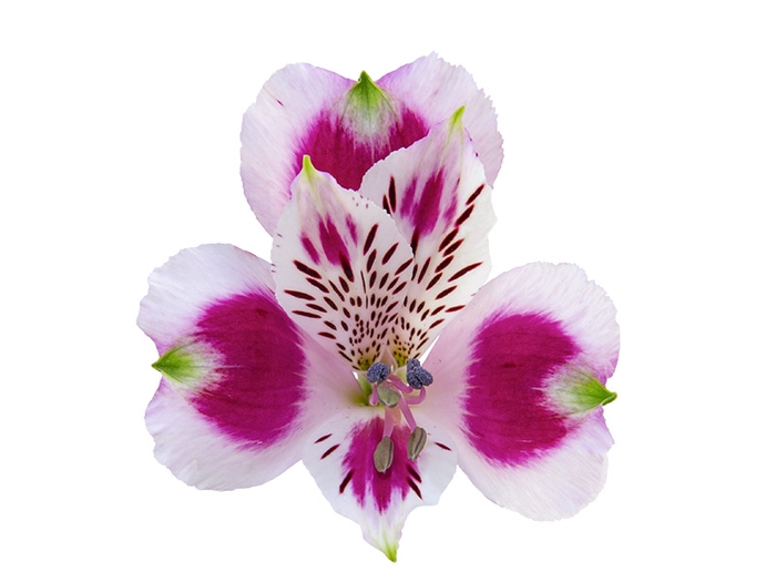 <h4>ALSTROEMERIA PICANTO 080 CM BICOLOR</h4>