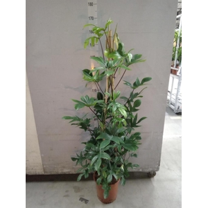 Philodendron pedatum