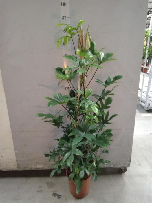 <h4>Philodendron pedatum</h4>