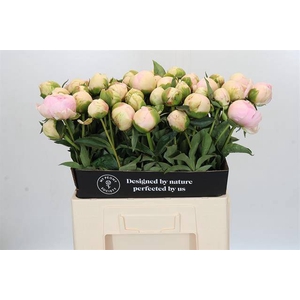 Paeonia pink snow