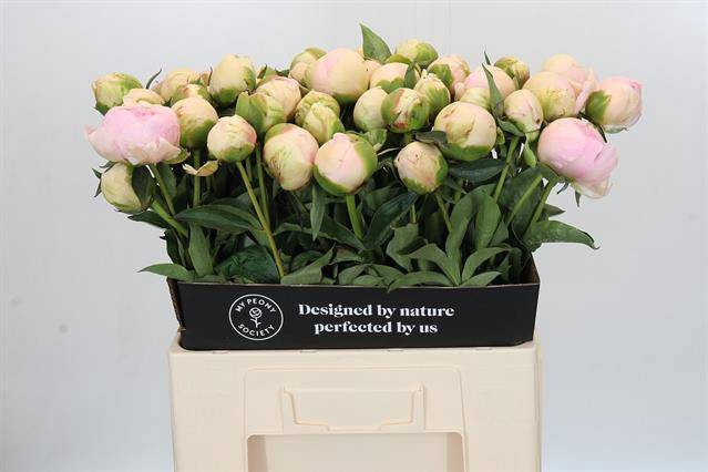 Paeonia pink snow