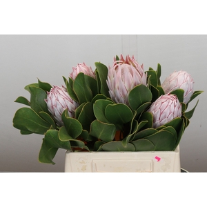Protea Cynaroides