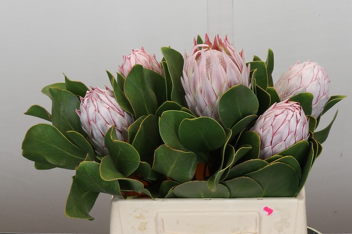Protea Cynaroides