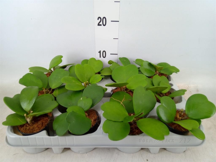 <h4>Hoya kerrii</h4>