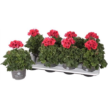 <h4>Pelargonium Don Vito</h4>