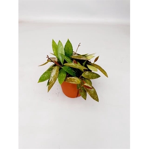 Hoya carnosa Gracilis 12Ø 20cm