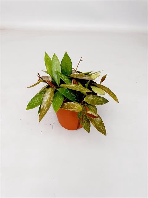 Hoya carnosa Gracilis 12Ø 20cm