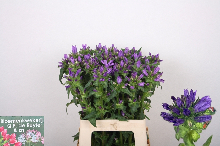 <h4>CAMP GLOMERATA OV</h4>