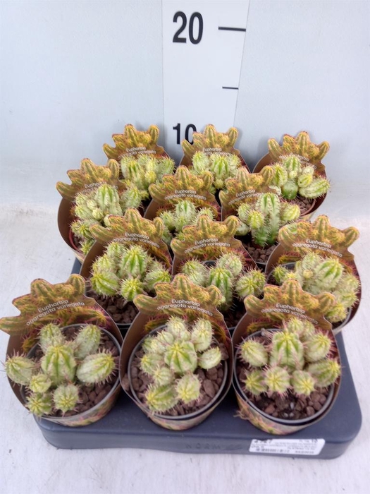 <h4>Euphorbia   ...</h4>