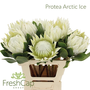 Protea Arctic Ice