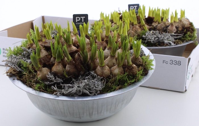 <h4>ARR MUSCARI</h4>