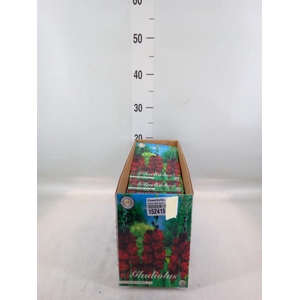 Flowerbulbs, corns or tubers   ...