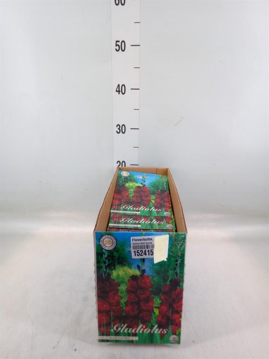 Flowerbulbs, corns or tubers   ...