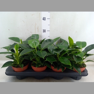 Philodendron  'Green Princess'