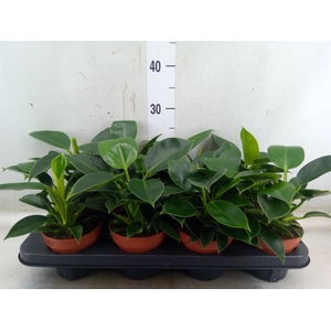 Philodendron  'Green Princess'