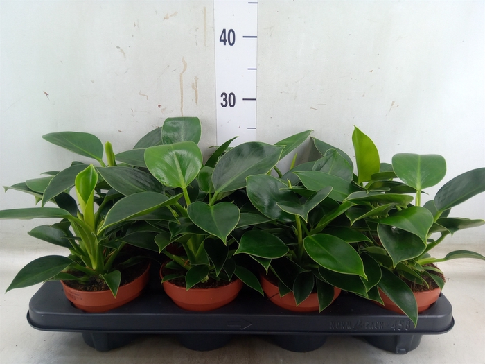 <h4>Philodendron  'Green Princess'</h4>