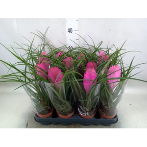 Tillandsia cyanea 'Anita'