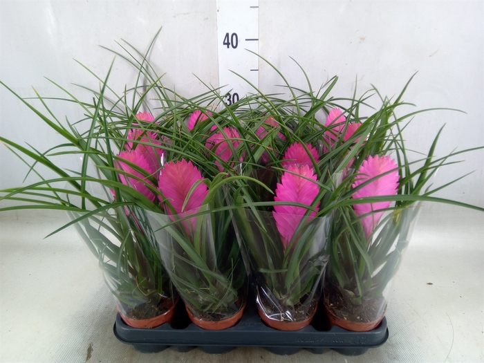 <h4>Tillandsia cyanea 'Anita'</h4>