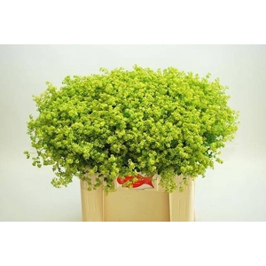 Alchemilla robustica