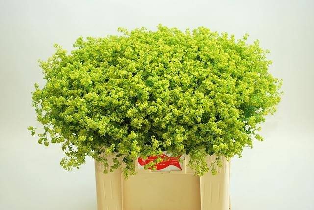 <h4>Alchemilla robustica</h4>