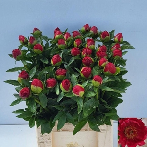 PAEO RED RED ROSE